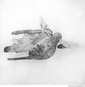 Abbildung: Kriegsopfer (tote Taube)
