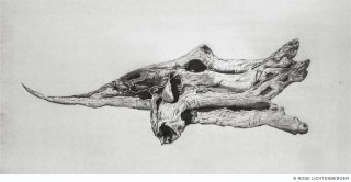 Abbildung: Drachenfisch